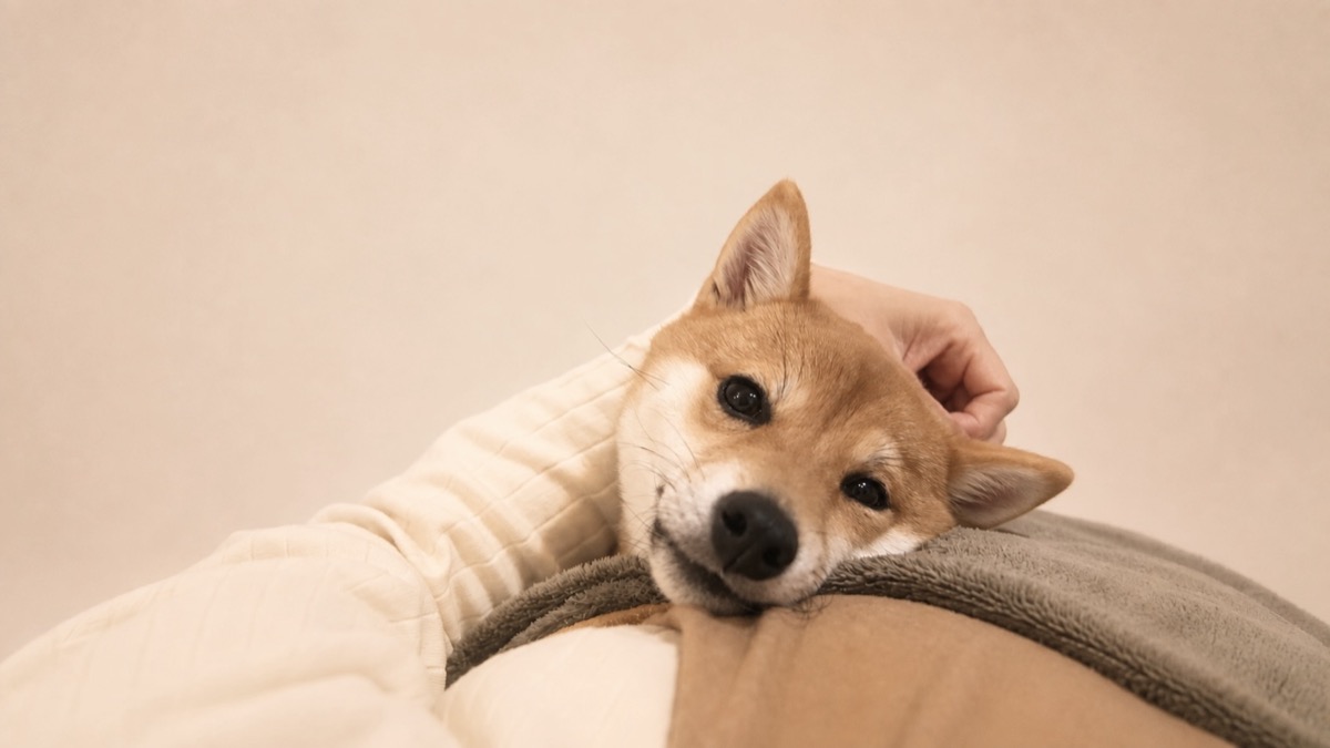 飼い主の腕にあごをのせて甘える柴犬